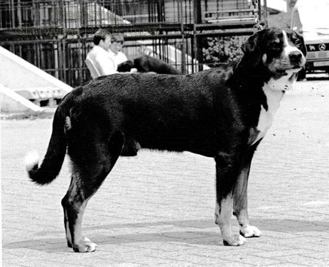 161-3 APPENZELLER